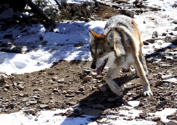 Ambiente: 'Wolfalps' verso conclusione tra le polemiche © ANSA