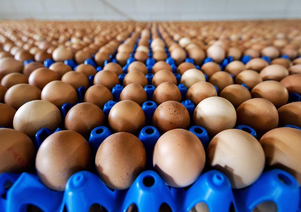 Uova contaminate: sequestrati prodotti in Italia © EPA