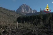Alberi foresta secolare Val Visdende come grissini rotti