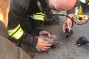 Vigili fuoco salvano cane intossicato da fumo