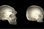 Il cranio dei Neanderthal (a sinistra) a confronto con quello dell'uomo moderno (fonte: Philipp Gunz)