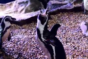 San Valentino: omaggio all'amore anche dai pinguini di Cattolica