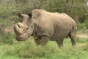 E' morto l'ultimo rinoceronte bianco maschio