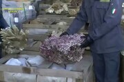 Gdf e Dogane sequestrano 8 tonnellate coralli