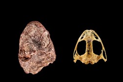 Il cranio di Kermitops a confronto con quello di una rana moderna (fonte: Brittany M. Hance, Smithsonian)