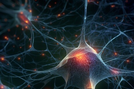 Gli oligodendrociti forniscono supporto ai neuroni e formano la materia bianca del cervello (fonte: pixabay)