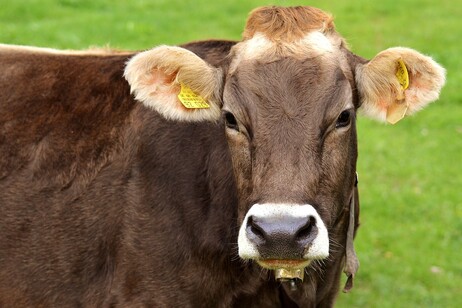 Ottenuta la prima mucca transgenica che produce insulina umana nel latte (fonte: Pixabay)