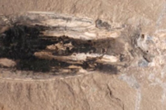 Il fossile del calamaro vampiro. (Fuchs et al., Giornale svizzero di paleontologia, 2024)