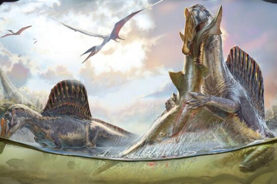 Rappresentazione artistica di una coppia spinosauri in acque vicine alla costa (fonte: Daniel Navarro)