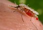 Una zanzara Anopheles stephensi, tra i principali vettori di malaria in Asia (fonte: Jim Gathany / CDC) © ANSA