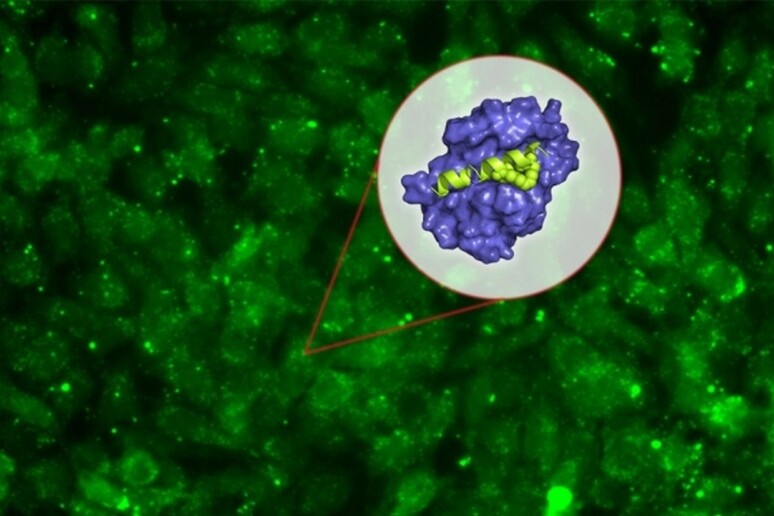 Rappresentazione grafica della della molecola progettata dal Mit per facilitare il suicidio delle cellule tumorali (fonte Chelsea Turner/Mit) - RIPRODUZIONE RISERVATA
