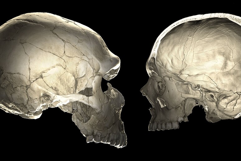 Il cranio dei Neanderthal (a sinistra) a confronto con quello dell 'uomo moderno (fonte: Philipp Gunz) - RIPRODUZIONE RISERVATA