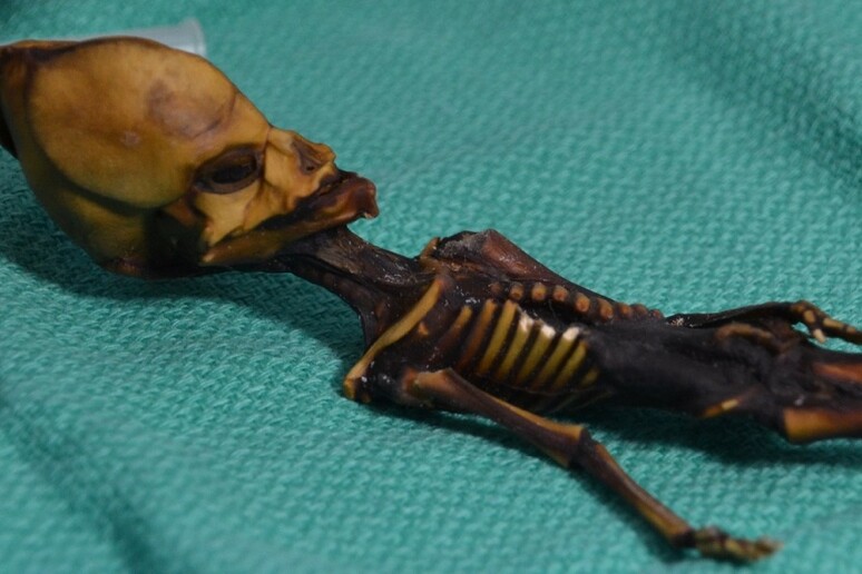 Il Dna dimostra che lo scheletro di Atacama appartiene ad un feto umano di sesso femminile (fonte: Bhattacharya S et al. 2018) - RIPRODUZIONE RISERVATA