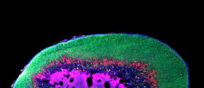 Le ghiandole surrenali di un topo monogamo della specie Peromyscus polionotus. In rosso la zona inaudita in cui si trovano le nuove cellule (fonte: Bendesky lab/Columbia’s Zuckerman Institute)